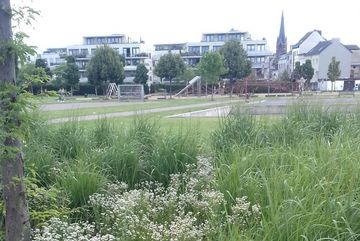 In einem Schmuckbeet mit Ziergräsern im Bürgerpark Kalk, waren viele Wildkräuter zu finden.