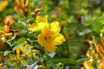Das großblütige Johanniskraut (Hypericum patulum) steht in voller Blüte! Die Blume ist bei Spatzen und auch bei vielen Wildbienen sehr beliebt!