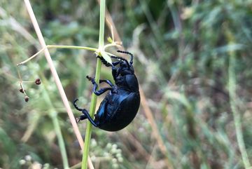 Tatzenkäfer im naturnahen Wegsaum.