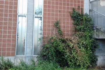 Pflanzen beginnen eine Wand des Parkhauses der Köln Arcaden zu bewachsen.