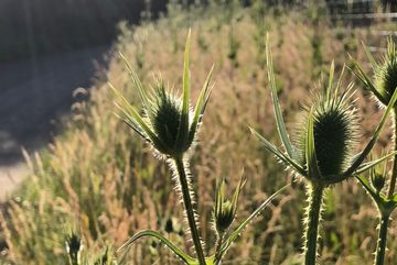 Karden befinden sich im naturnahen Wegsaum.