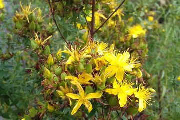 Auf einer Baumscheibe im Bürgerpark Kalk wächst Johanniskraut (Hypericum perforatum).