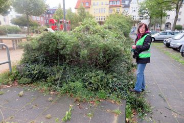 Die Hecken werden von Efeu und Clematis befreit.