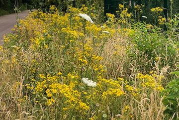 Extensiv gepflegter Wegsaum mit erstmalig zur Blüte kommender Wiesenkräuter, jedoch immer noch sehr gräserlastig.
