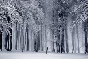 Forst im Winter