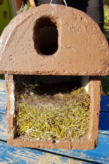 Ein Nistkasten mit Nistmaterial eines Vogels.