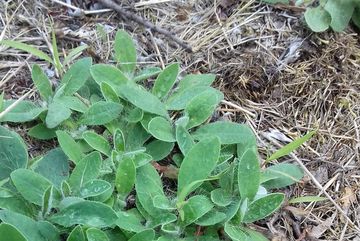Auf Baumscheiben im Bürgerpark in Kalk entdeckten Mitglieder des BUND Köln u. a. Kleines Habichtskraut (Hieracium pilosella).