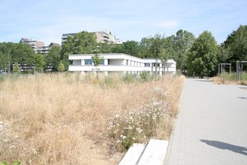 Wiese in Köln-Weiden mit Oregano Schmetterlingen.
