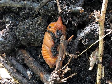 Puppe des Nashornkäfers