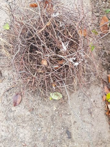 Leeres Vogelnest aus der Hecke