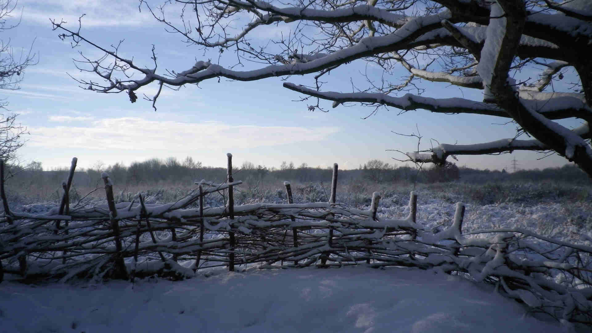 Dellbrücker Heide im Winter