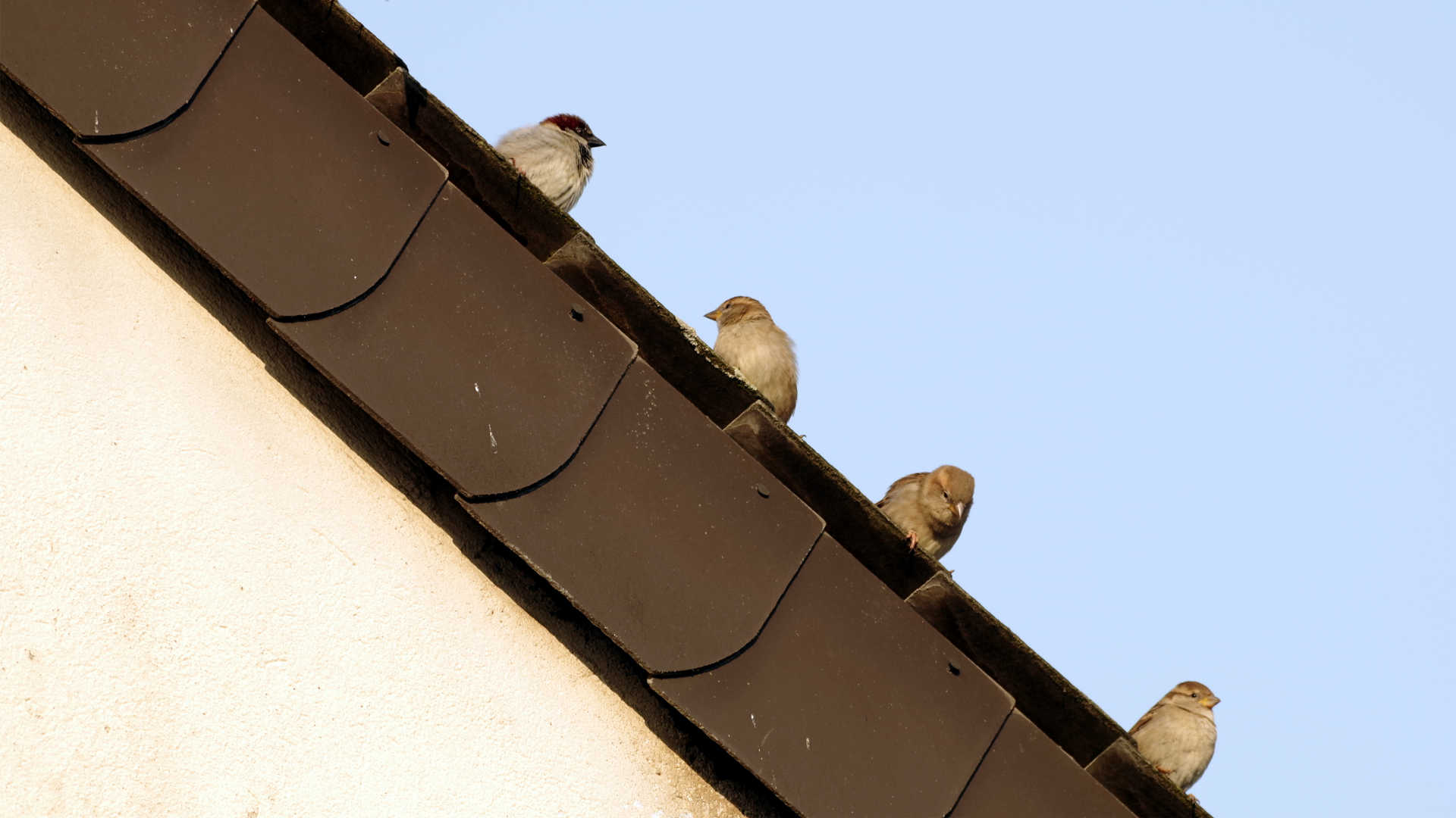 Spatzen auf einem Kölner Dach.