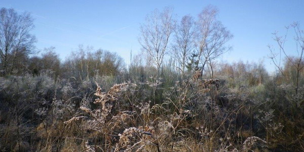 Winterimpressionen Dellbrücker Heide