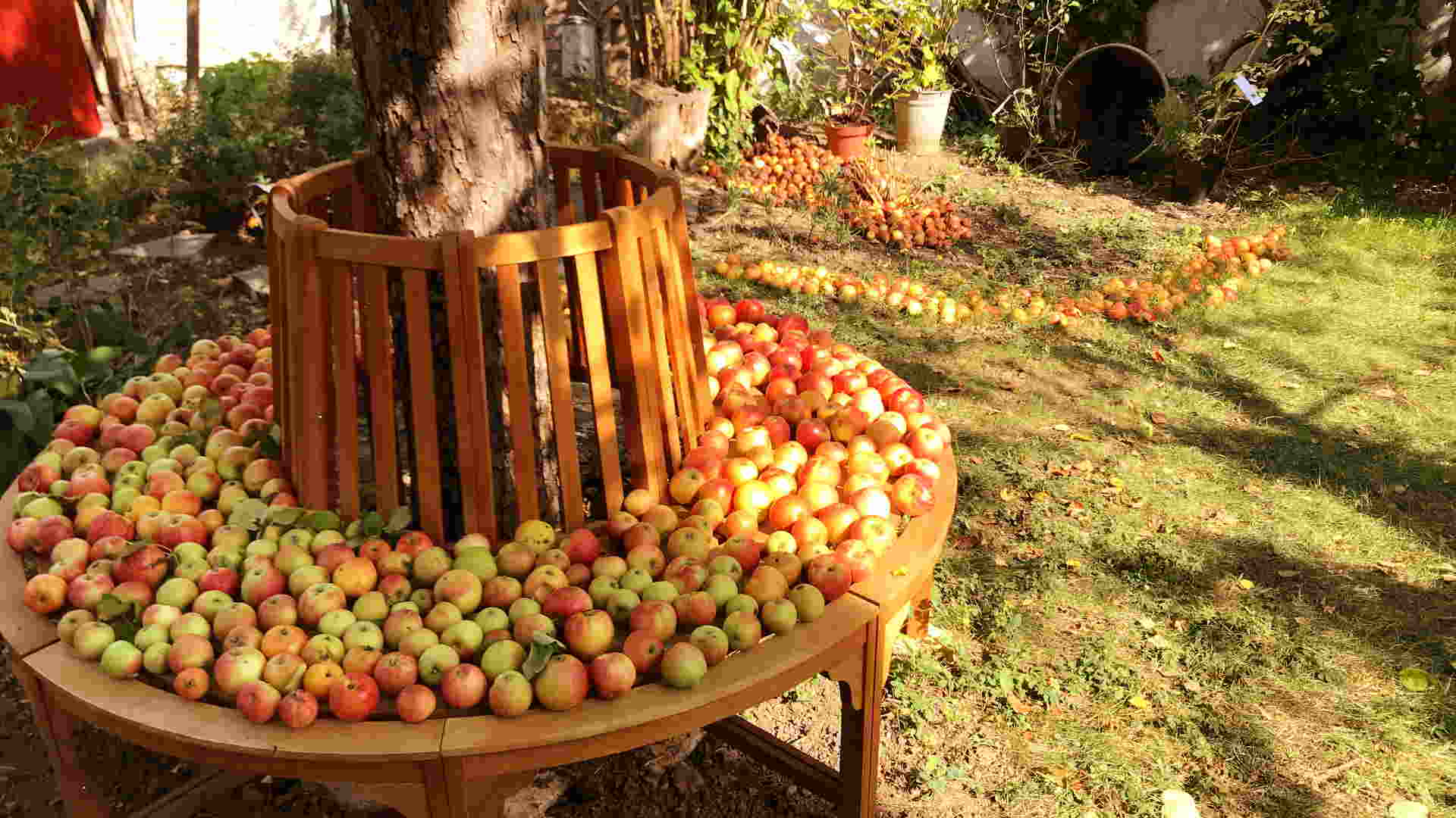 Apfelernte im Herbst