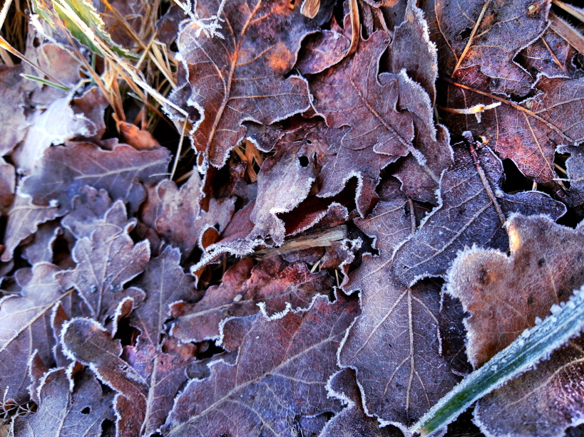 Eichenblätter bei Frost