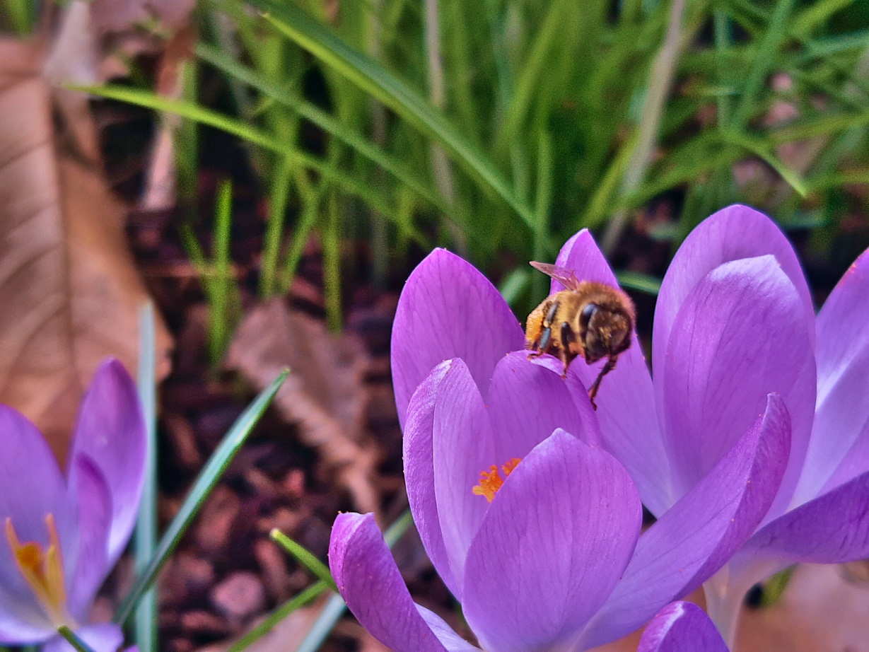 Biene an Krokus-Blüte