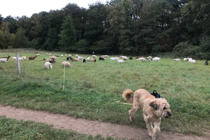 Die Ziegenherde des Ziegenhofs Stumpf auf dem Weg ihrer Wanderung. (Gabriele Falk)
