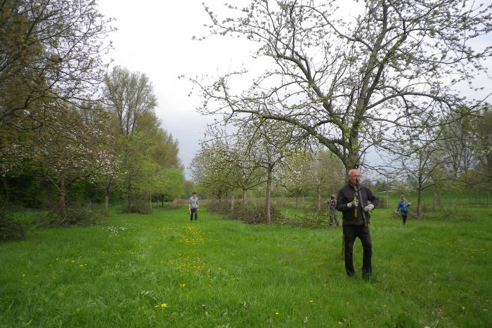 Aktive beim Obstbaumschnitt in der Flittarder Rheinaue.