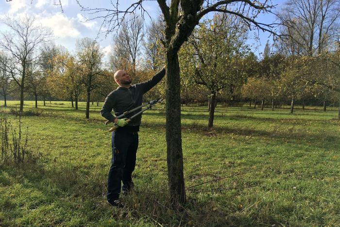 Dominik Breker vom BUND Köln zeigt den Teilnehmer*innen in Flittard, wie man richtig Obstbäume schneidet. 