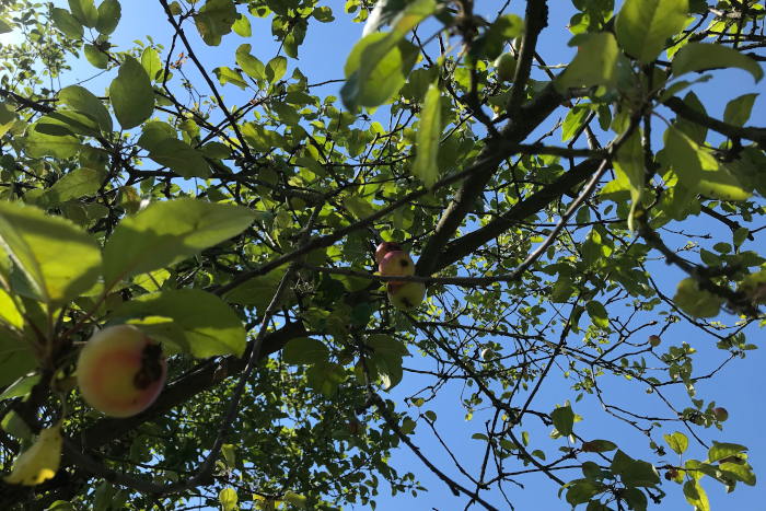 Ein Apfelbaum an der Flittarder Rheinaue im August.
