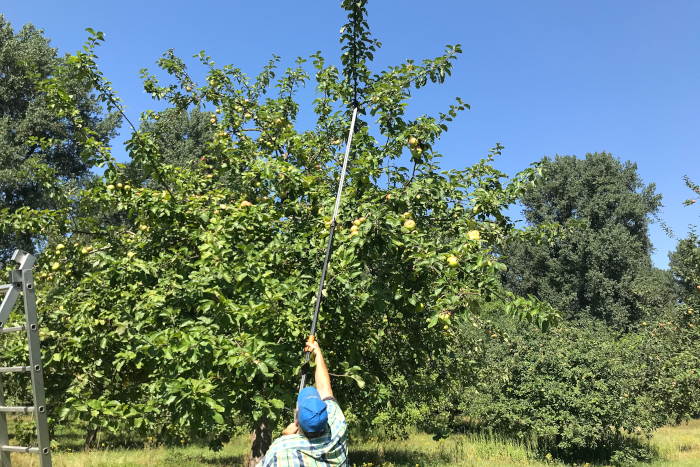 Im August und September werden die Obstbäume in der Flittarder Rheinaue geschnitten.