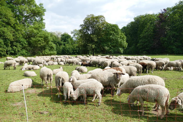 Die Schafe auf der Gleueler Wiese. Foto vom 13.05.2020