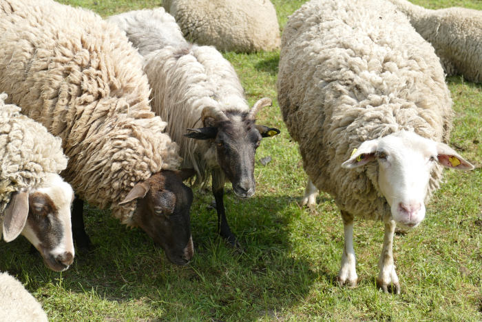 Die Schafe auf der Gleueler Wiese. Foto vom 13.05.2020