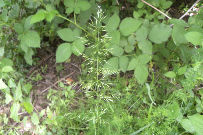Wiesen-Goldhafer (Trisetum flavescens).