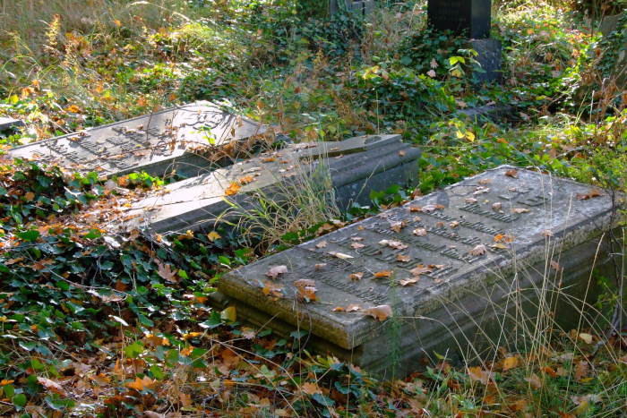 Efeuumwachsene Grabsteine auf dem Jündischen Friedhof in Köln-Deutz.