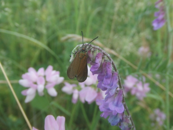 Ampfer-Grünwidderchen (Adscita statices) - Eine Schmetterlings-Art, die sowohl auf feuchten Wiesen als auch auf trockenen Heidegebieten vorkommt und sich damit in der Sürther Aue sehr wohlfühlt.