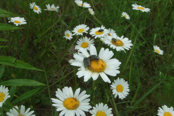 Trauerrosenkäfer auf einer Blume