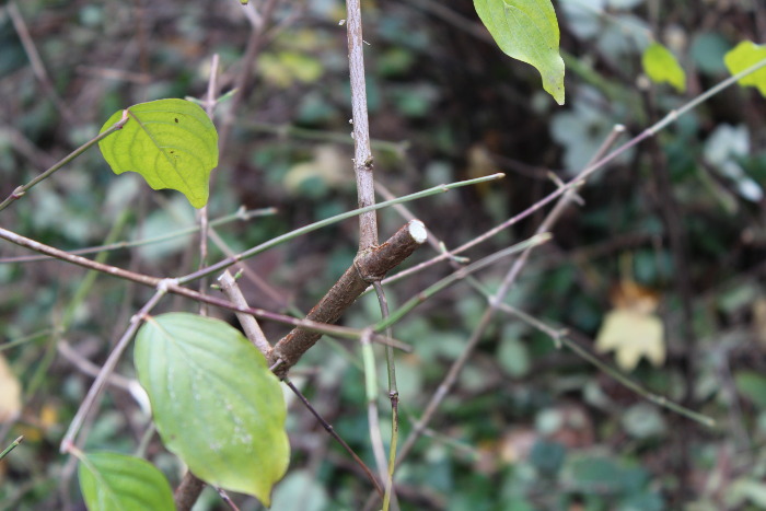 Der Astschnitt einer Kornelkirsche (Cornus mas), sauber ausgeführt, ohne dass der Zweig splittert.