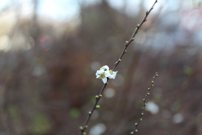 Drei junge Blüten am Zweig eines Spierstrauchs (Spiraea)