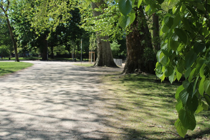 Blick entlang eines Weges im Stadtgarten, wo eine Hecke entstehen könnte.