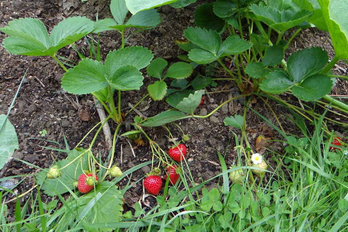 Erdbeeren wachsen sehr gut auf Hochbeeten und sind sehr lecker!