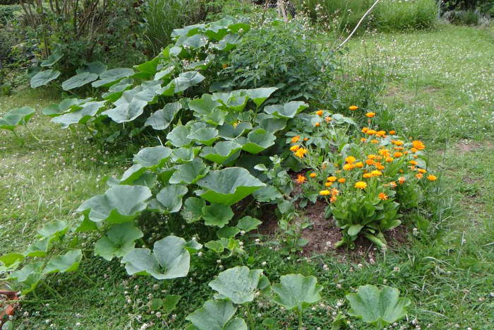 Auf Hügelbeeten können viele Pflanzen wachsen: Z.B. Tomaten, Ringelblumen und Kürbisse
