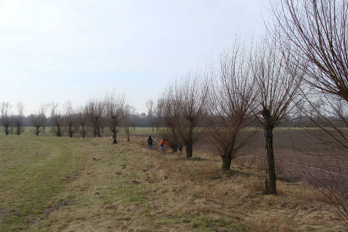 Weidenbäume in Köln, die vom BUND geschnitten und gepflegt werden. Die abgetrennten Äste können für den Bau eines Weidentipis genutzt werden.