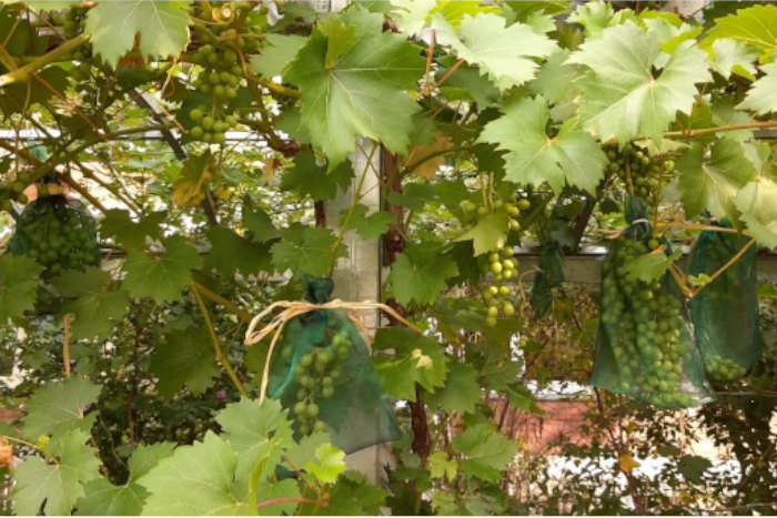 Die Weintrauben wurden durch Gaze-Säckchen vor Wespen geschützt.