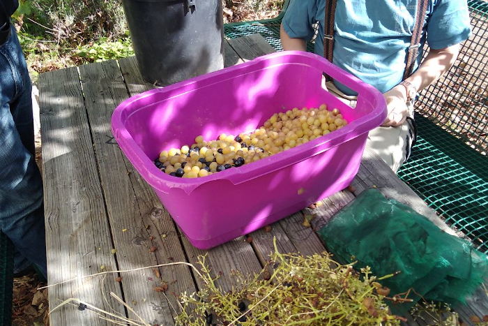 Die frisch geernteten Trauben werden von den Weinrispen getrennt und gesammelt.