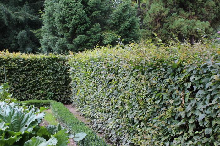 Blick auf eine Hecke