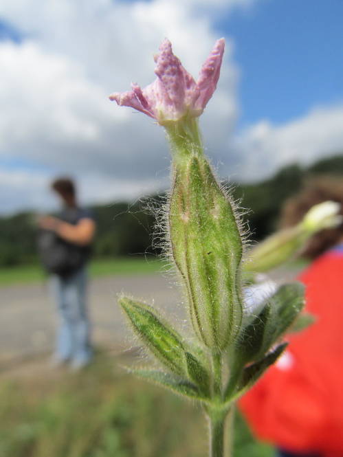 Blüte der Acker-Lichtnelke (Silene noctiflora).