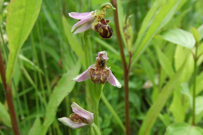 Blüten der Orchidee Bienenragwurz (Ophrys apifera).