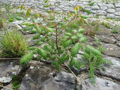 Blasenesche (Koelreuteria paniculata).