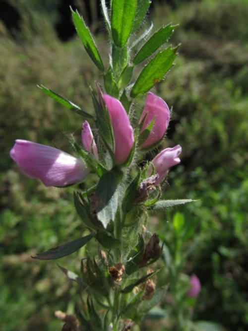 Blüten des Bocks-Hauhechel (Ononis arvensis).