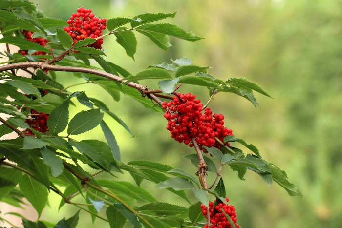 Die Früchte der Eberesche (Sorbus aucuparia).