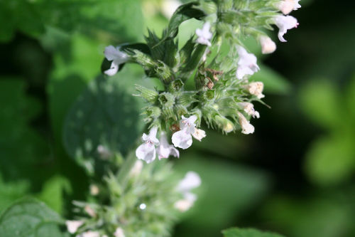 Blüten der Echten Katzenminze (Nepeta cataria).