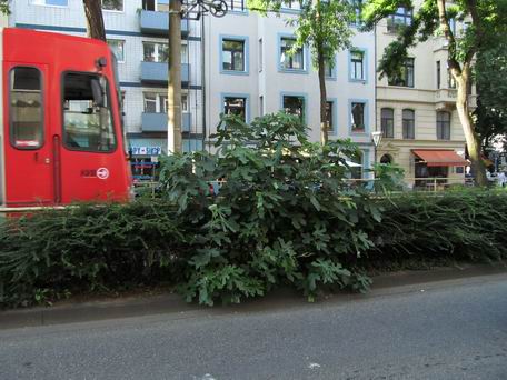 Junge Feigenbäume (Ficus carica). Dokumentiert im BUND-Projekt "Köln-kartiert".
