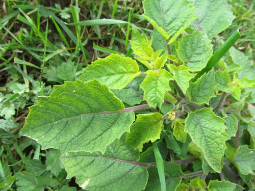 Blätter der Flaumigen Blasenkirsche (Physalis pubescens).