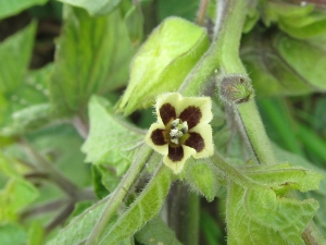 Blüte der Flaumigen Blasenkirsche (Physalis pubescens).