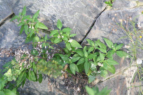Gänsefußblättriger Nachtschatten (Solanum chenopodioides).